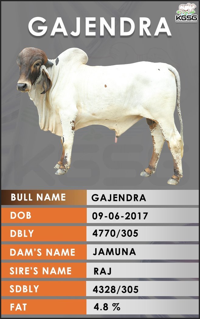 GIR BULL LIST Kamdhenu Gaushala Sire