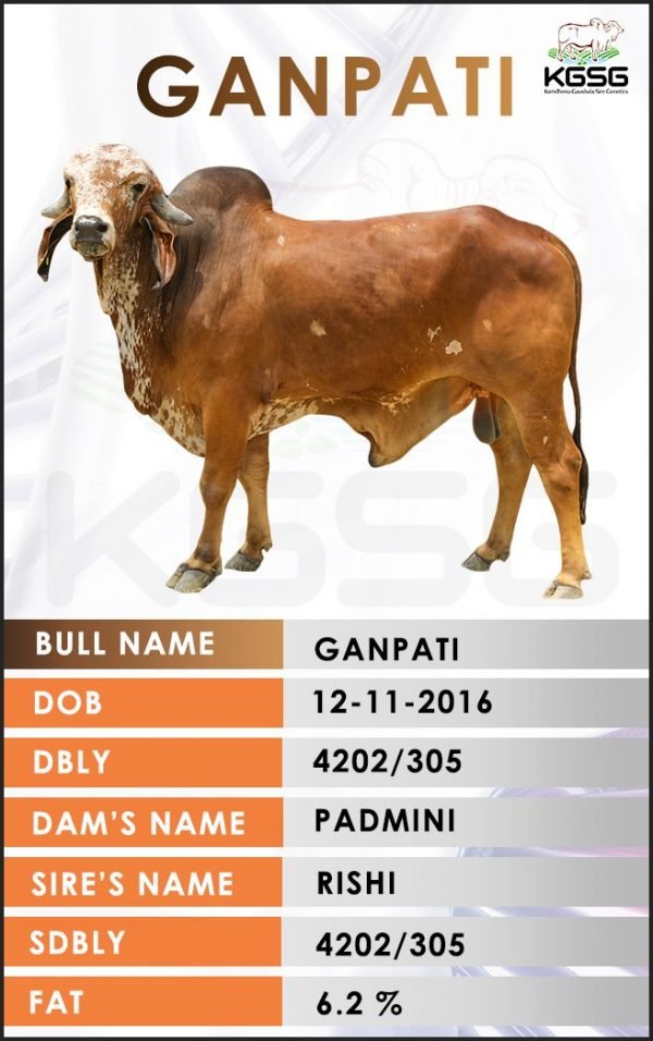 GIR BULL LIST Kamdhenu Gaushala Sire