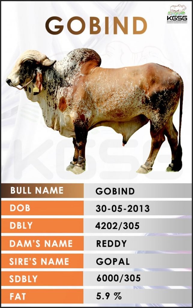 GIR BULL LIST Kamdhenu Gaushala Sire