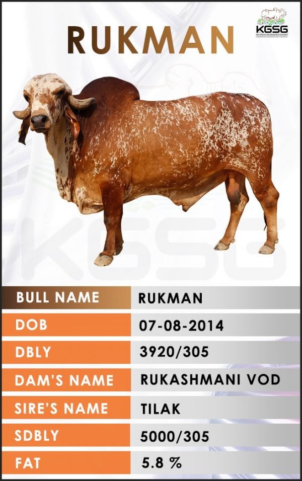 GIR BULL LIST Kamdhenu Gaushala Sire