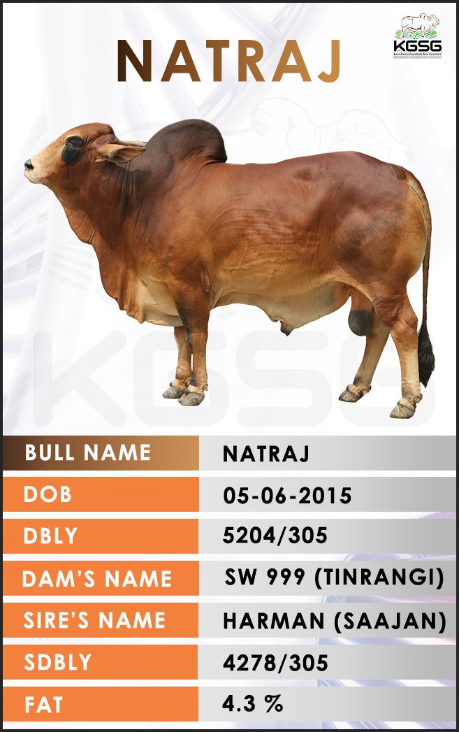 Sahiwal Bull Natraj