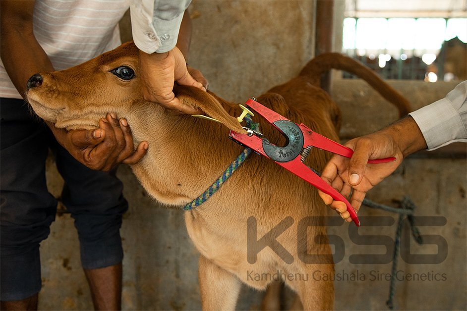 Cow sahiwal