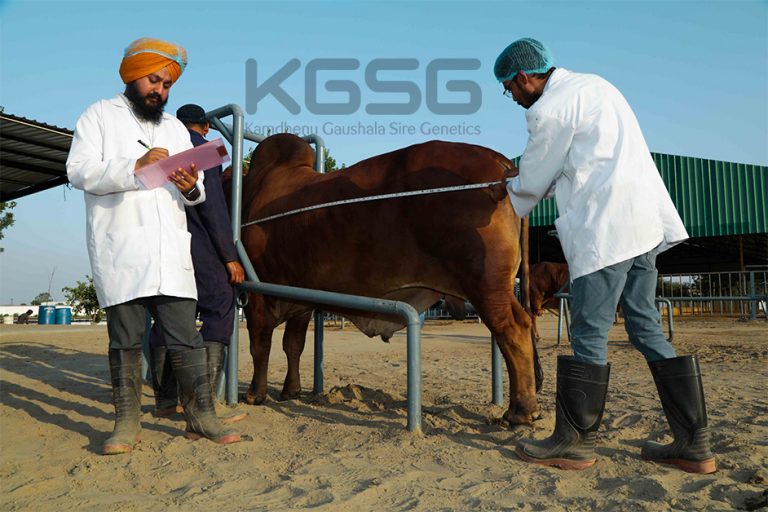 Feeding & Management of breeding bulls Kamdhenu Gaushala Sire