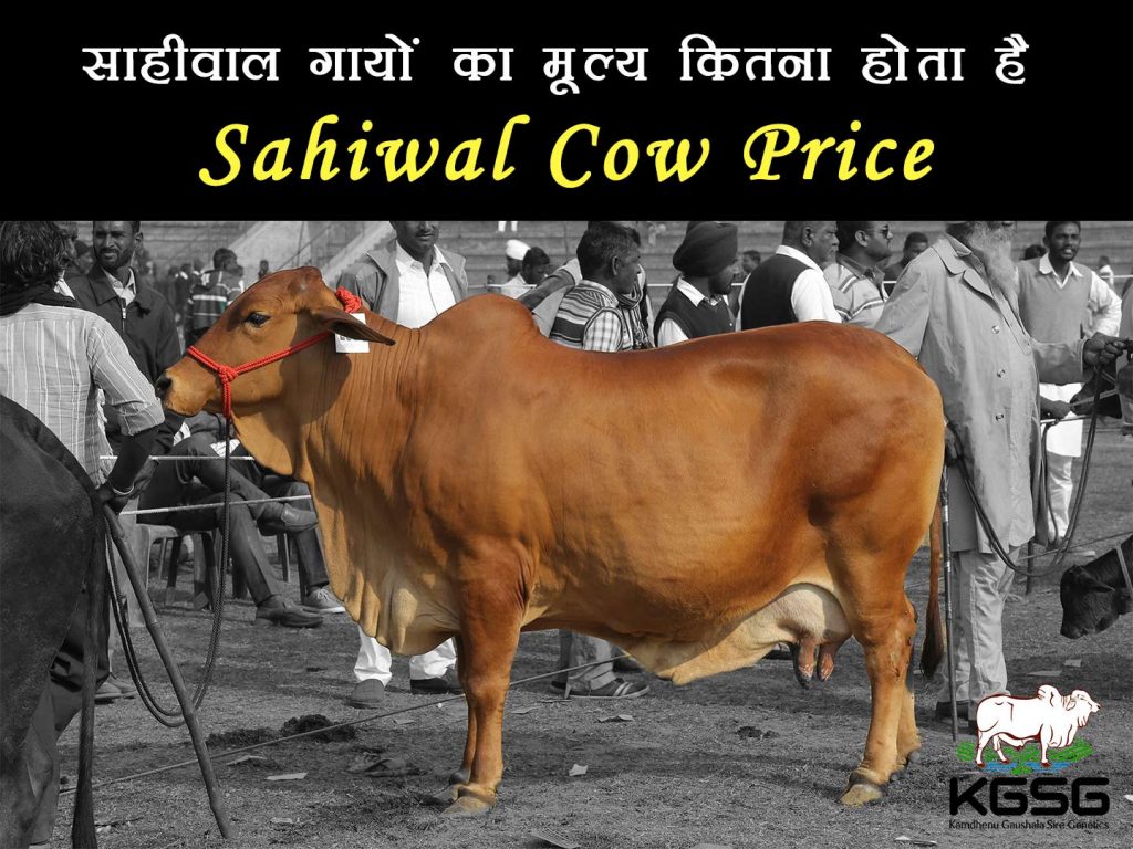 Sahiwal Cow Price