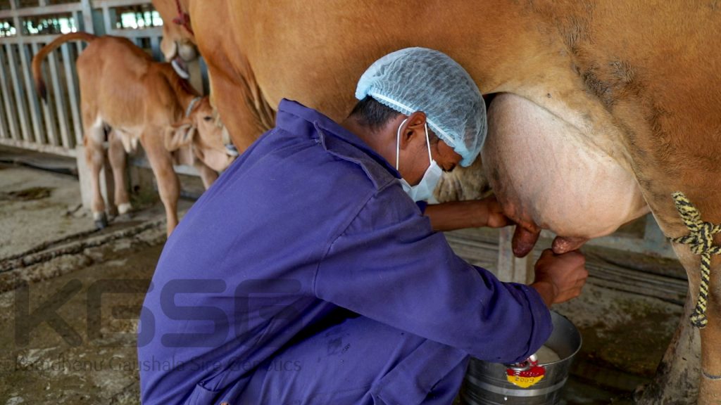 sahiwal cow milk per day
