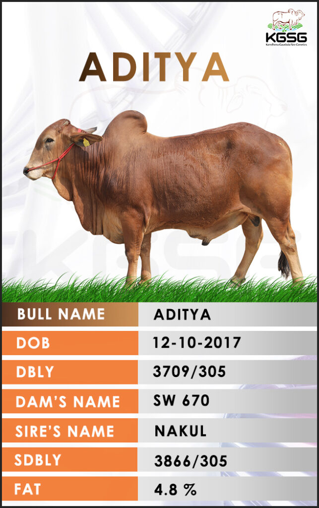 Top Sahiwal Bulls