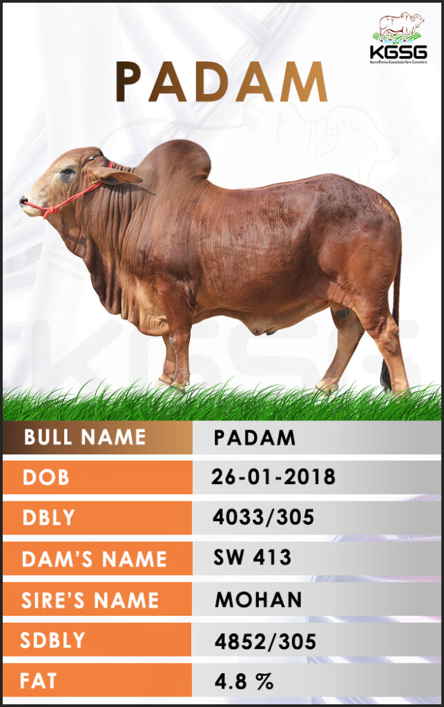 Top Sahiwal Bull