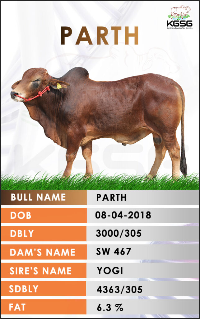 Top Sahiwal Bulls