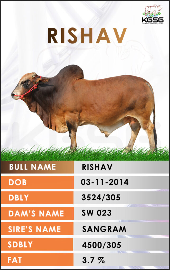 Top Sahiwal Bulls