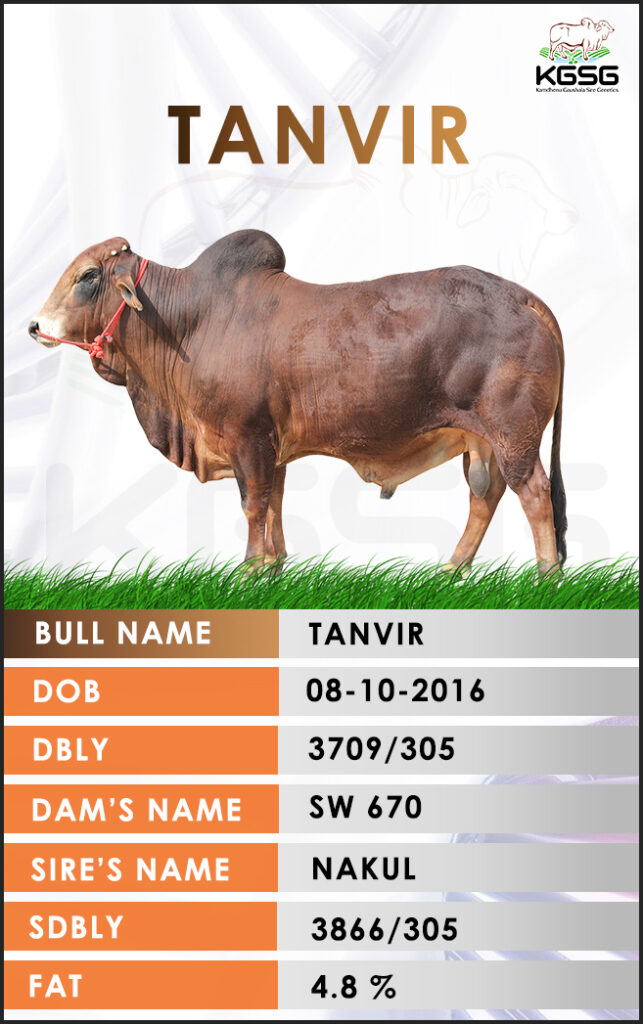 Top Sahiwal Bulls