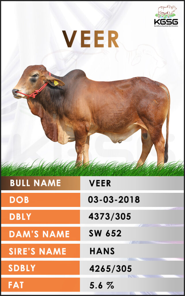 Top Sahiwal Bulls