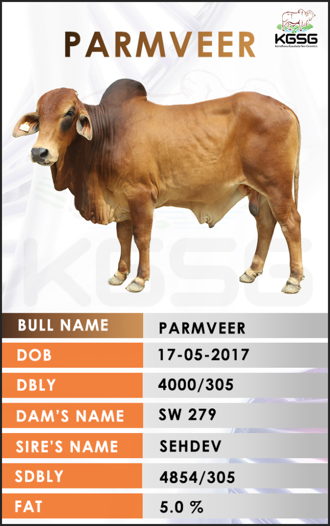 Top Sahiwal bulls