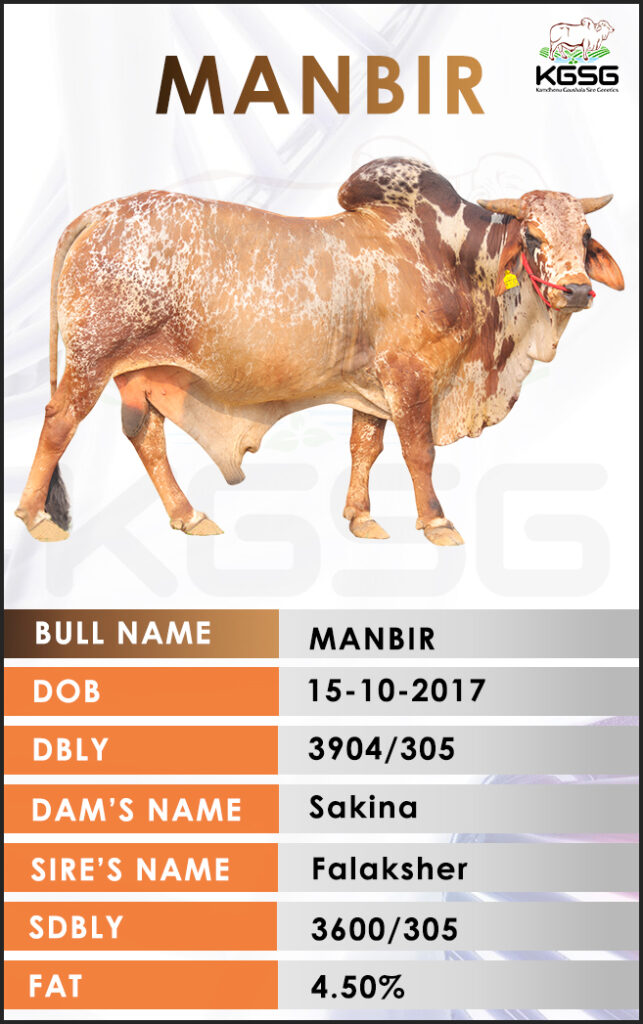 Rathi Bull Manbir