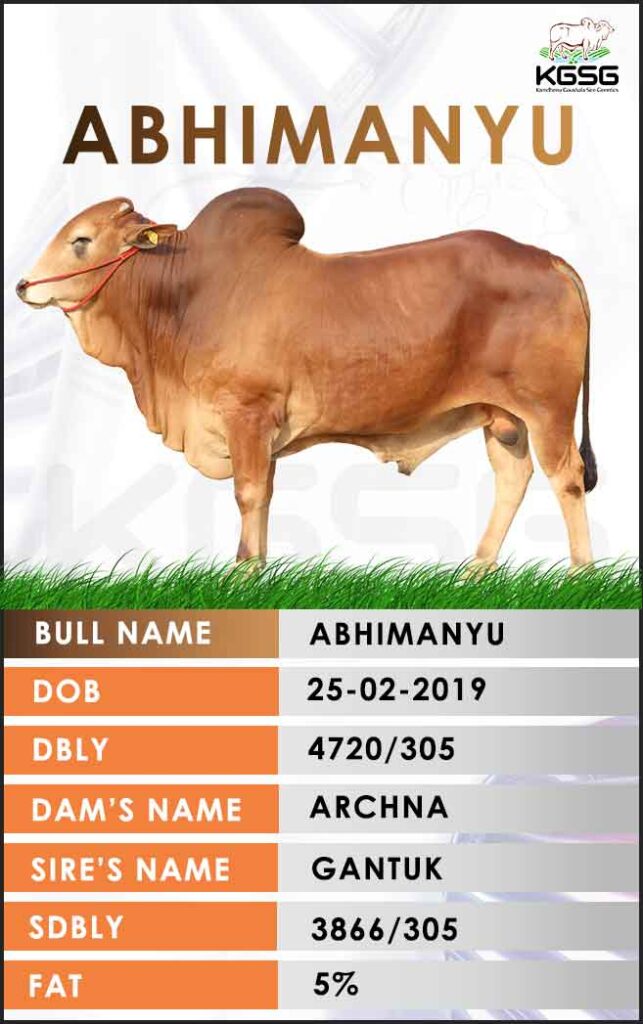 Sahiwal Bull