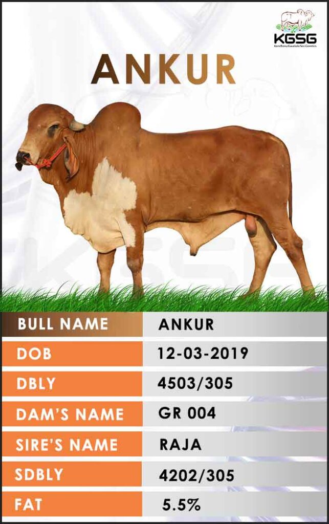 Gir bulls
