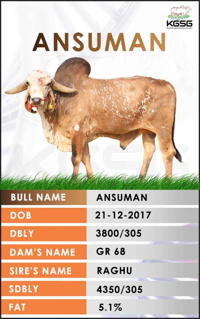 Gir Bulls