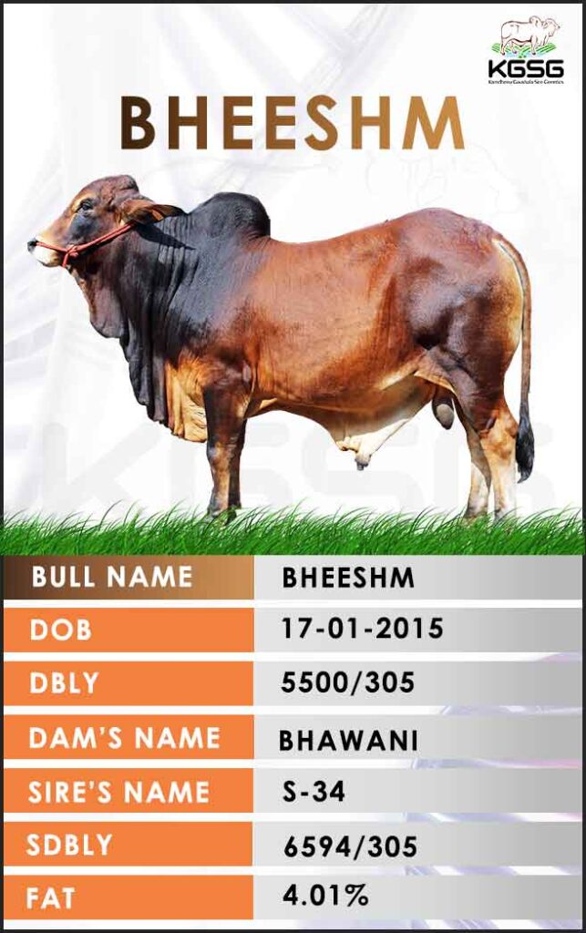 Sahiwal Bull