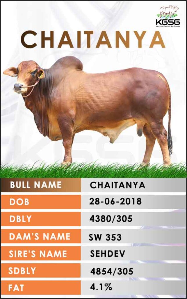 Sahiwal Bull