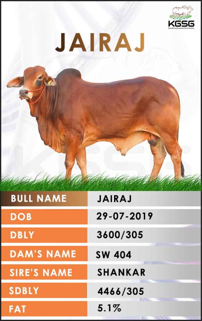 Sahiwal Bull