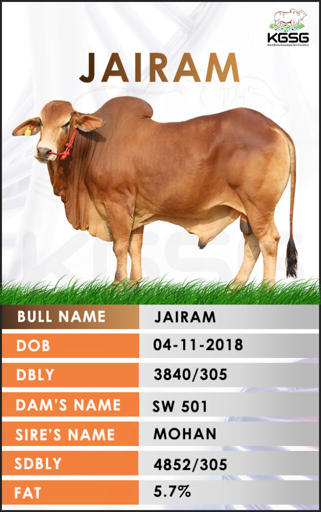 Sahiwal Bull