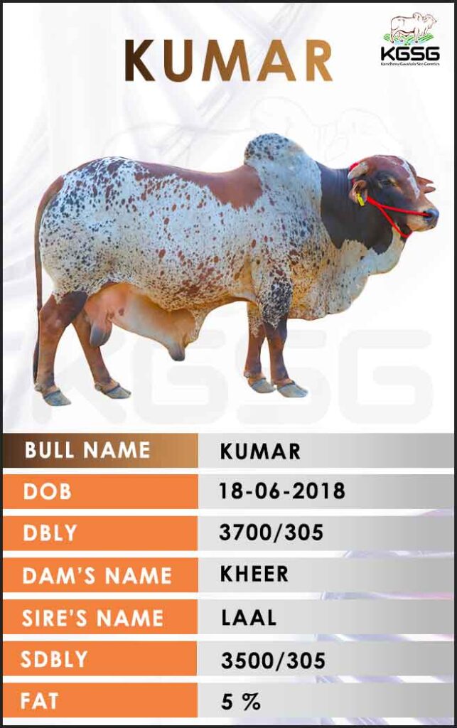 Rathi bull