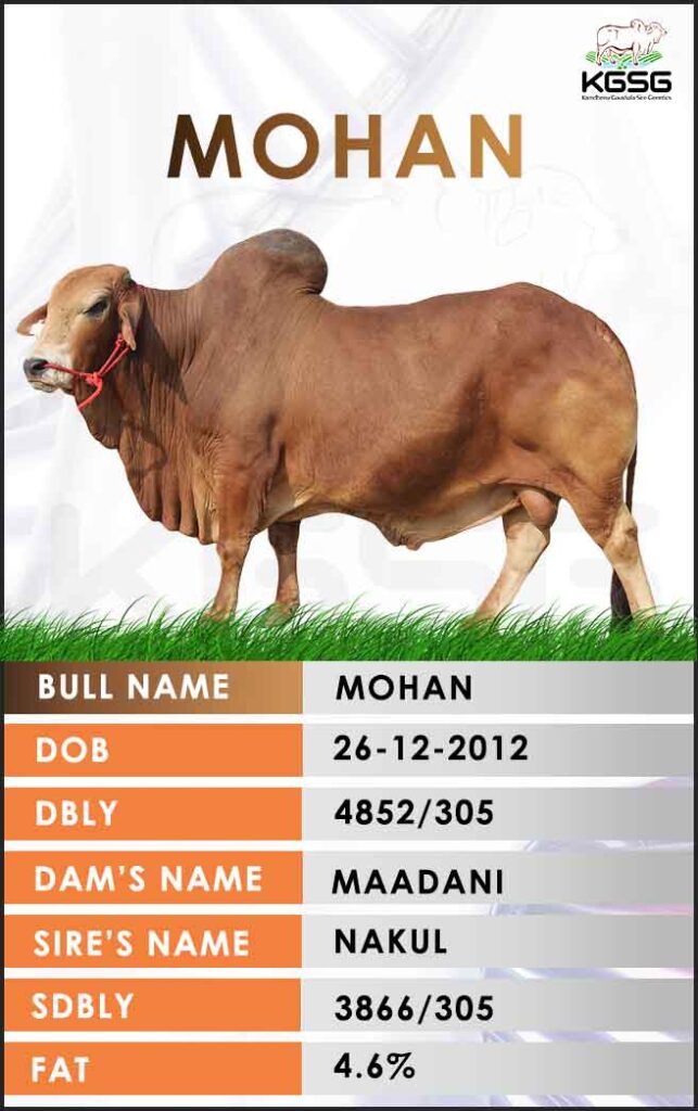 Sahiwal Bull