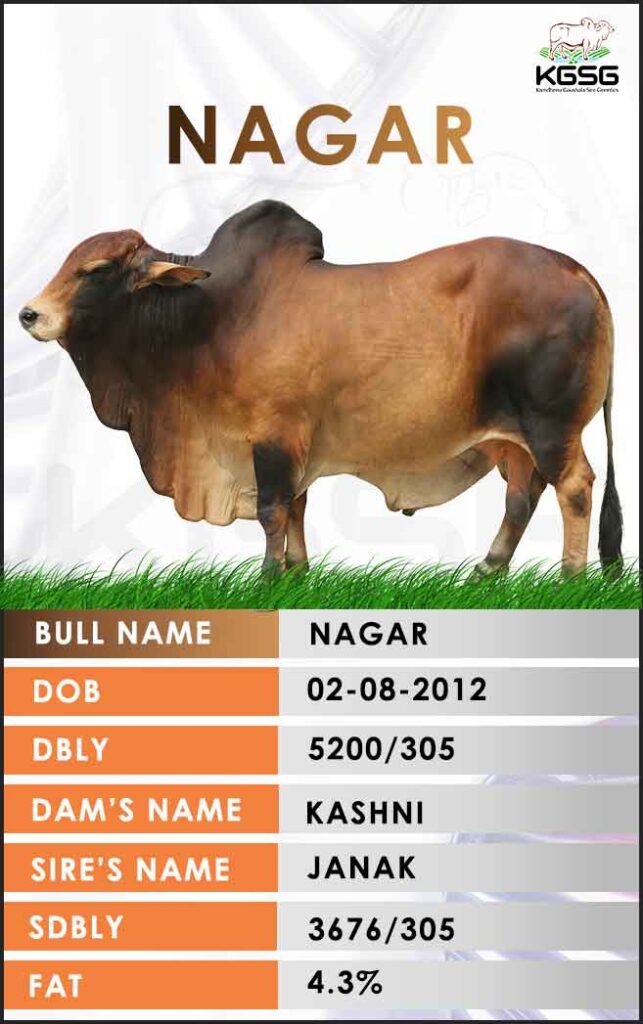 Sahiwal Bull