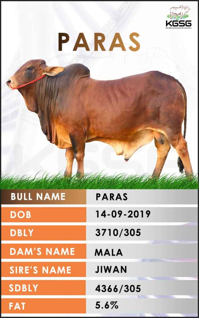 Sahiwal Bull