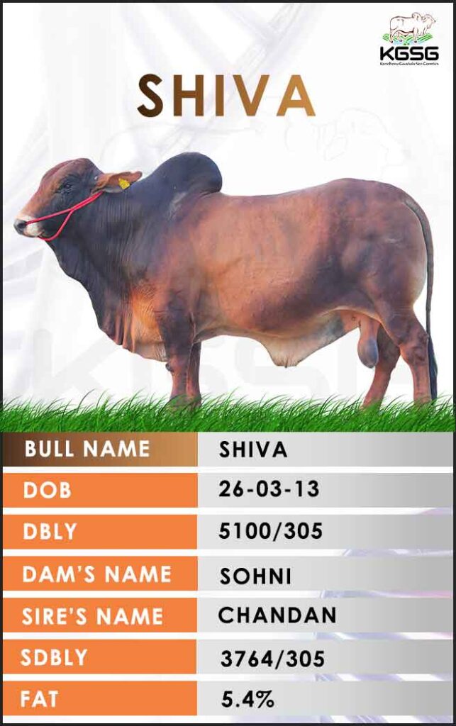 Sahiwal Bull