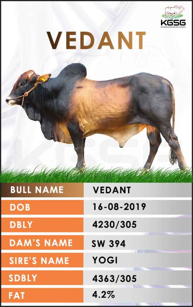 Sahiwal Bull