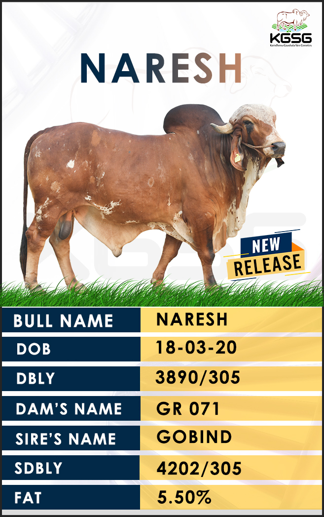 Geer Bull GIR BULL LIST | Kamdhenu Gaushala Sire Genetics